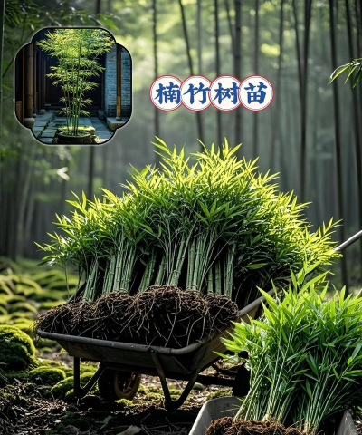 平安树的防治，常见问题解析，实用方法分享