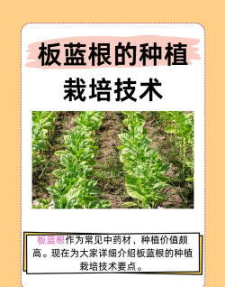 平安树的防治，常见问题解析，实用方法分享
