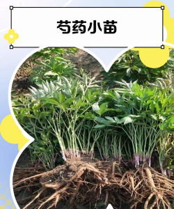 白芍栽培，选对土壤，掌握关键技巧