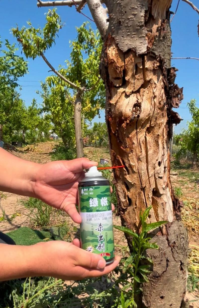 姜堰大道绿化设计，提升城市形象，改善居民生活