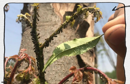 栾树防治蚜虫,找准关键时期,用好三种方法 栾树防治蚜虫,找准关键时期,用好三种方法