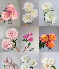 玫瑰花怎么养炸,爆花技巧分享,新手也能轻松上手 玫瑰花怎么养炸,爆花技巧分享,新手也能轻松上手