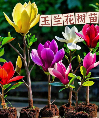 玉兰的栽培,选对时机,轻松上手 玉兰的栽培,选对时机,轻松上手