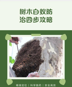 如何防治树白蚁,找准关键方法,保护树木健康 如何防治树白蚁,找准关键方法,保护树木健康