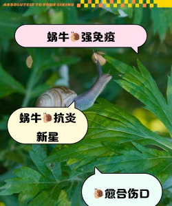 蜜柚树蜗牛防治,识别危害特征,掌握有效方法 蜜柚树蜗牛防治,识别危害特征,掌握有效方法