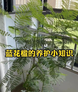 蓝花楹怎么养水培,掌握关键步骤,轻松培育水中美景 蓝花楹怎么养水培,掌握关键步骤,轻松培育水中美景