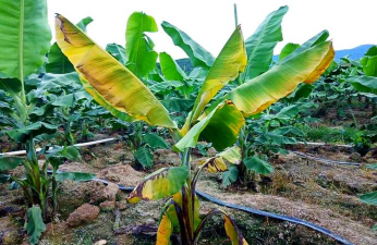 香蕉树病害防治,识别常见问题,掌握应对方法 香蕉树病害防治,识别常见问题,掌握应对方法