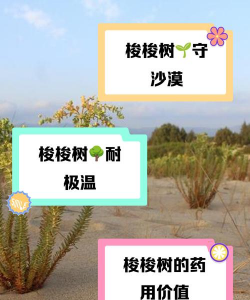 长寿花怎么养棒棒糖，造型技巧分享，新手也能学会