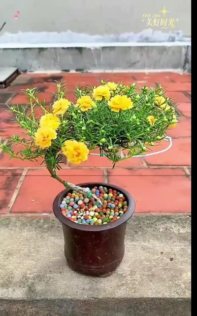 长寿花怎么养棒棒糖，造型技巧分享，新手也能学会