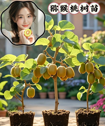 长寿花怎么养棒棒糖，造型技巧分享，新手也能学会