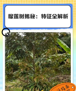 长寿花怎么养棒棒糖，造型技巧分享，新手也能学会