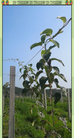 长寿花怎么养棒棒糖，造型技巧分享，新手也能学会