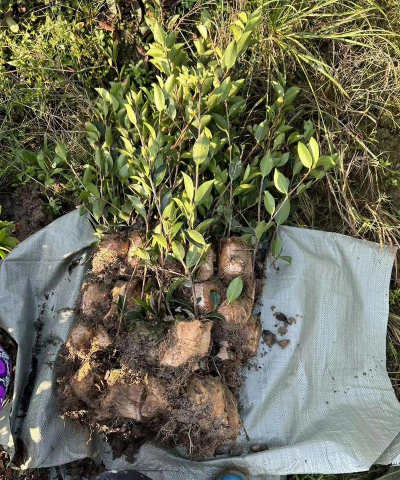 油茶树栽培技术，选对品种，掌握关键步骤