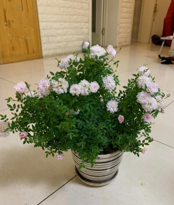 长寿花怎么养棒棒糖，造型技巧分享，新手也能学会