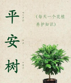 长寿花怎么养棒棒糖，造型技巧分享，新手也能学会