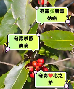 长寿花怎么养棒棒糖，造型技巧分享，新手也能学会