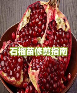 石榴苗怎么栽培,选对方法,轻松结果 石榴苗怎么栽培,选对方法,轻松结果