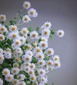 鲁丹鸟花怎么养,掌握关键技巧,轻松养出好状态 鲁丹鸟花怎么养,掌握关键技巧,轻松养出好状态