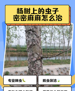 杨树树虱子防治,识别虫害特征,掌握有效方法 杨树树虱子防治,识别虫害特征,掌握有效方法