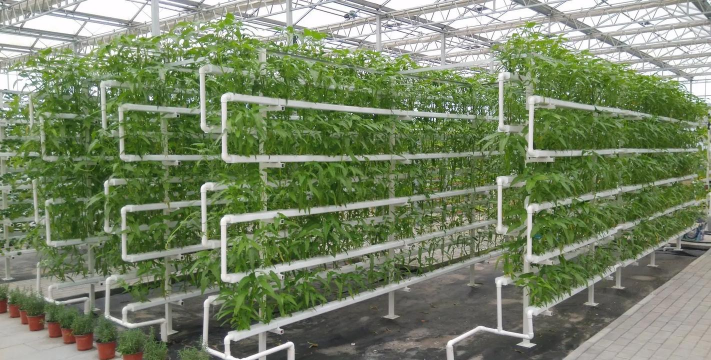 长寿花怎么养棒棒糖，造型技巧分享，新手也能学会