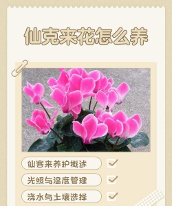 长寿花怎么养棒棒糖，造型技巧分享，新手也能学会