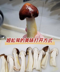 树虱子防治办法，识别虫害特征，选择有效药剂