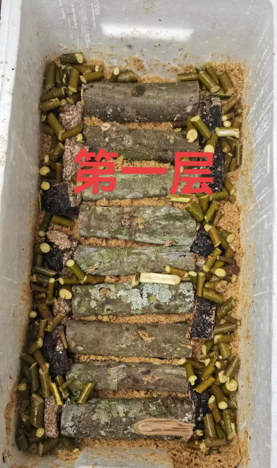 长寿花怎么养棒棒糖，造型技巧分享，新手也能学会