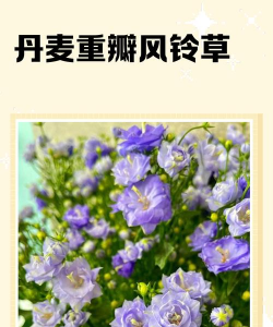 无土栽培有什么优点，了解核心价值，掌握实用技巧