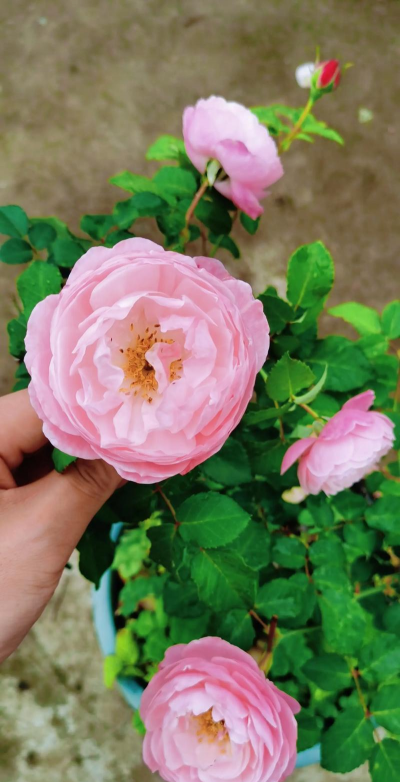 月季花羽毛怎么养，掌握关键技巧，轻松培育美丽花朵