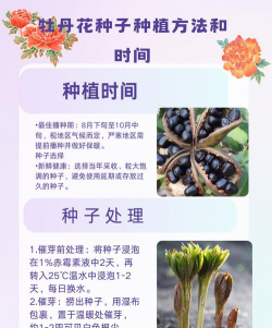 宝石花是怎么养的，轻松掌握技巧，新手也能养好