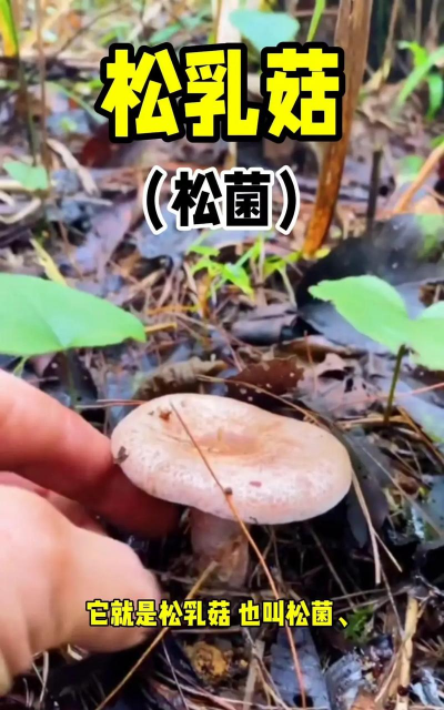 宝石花是怎么养的，轻松掌握技巧，新手也能养好