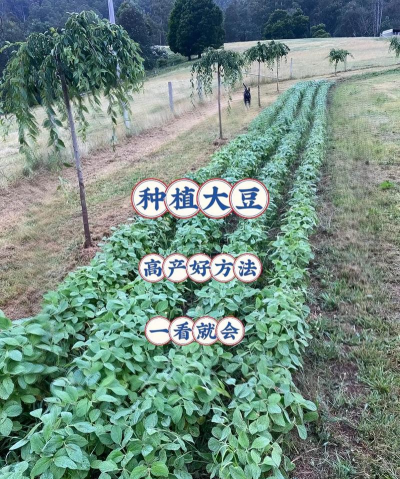大豆的栽培,掌握关键步骤,轻松提高产量 大豆的栽培,掌握关键步骤,轻松提高产量