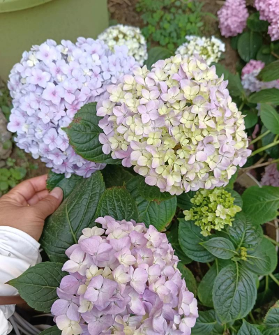 杨秀球花怎么养,掌握关键技巧,轻松爆盆开花 杨秀球花怎么养,掌握关键技巧,轻松爆盆开花