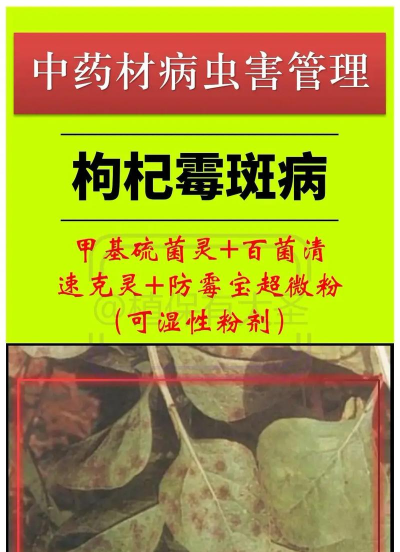 枸杞树病防治,识别常见病害,掌握有效方法 枸杞树病防治,识别常见病害,掌握有效方法