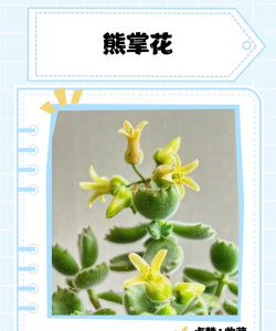 熊爪花多肉怎么养,掌握关键技巧,轻松爆盆 熊爪花多肉怎么养,掌握关键技巧,轻松爆盆
