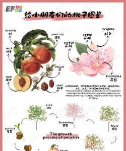 水蜜桃栽培技术,选对品种,掌握关键步骤 水蜜桃栽培技术,选对品种,掌握关键步骤