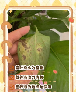 姜堰大道绿化设计，提升城市形象，改善居民生活