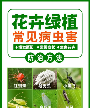 姜堰大道绿化设计，提升城市形象，改善居民生活