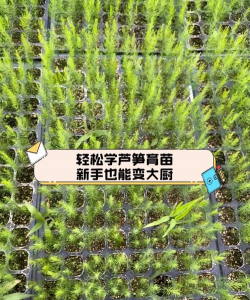 姜堰大道绿化设计，提升城市形象，改善居民生活