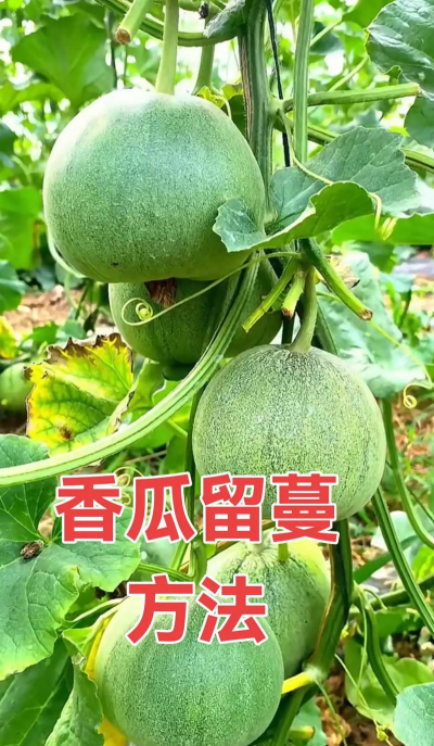 姜堰大道绿化设计，提升城市形象，改善居民生活