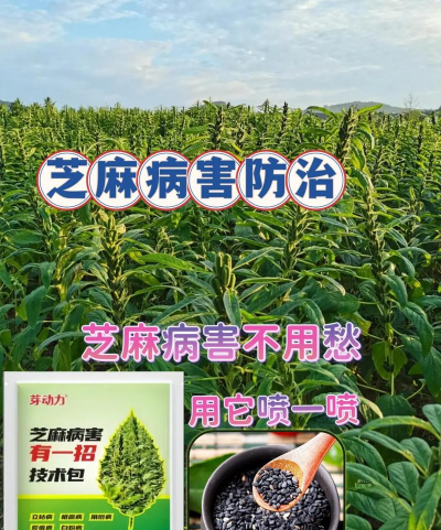 姜堰大道绿化设计，提升城市形象，改善居民生活