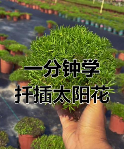 姜堰大道绿化设计，提升城市形象，改善居民生活