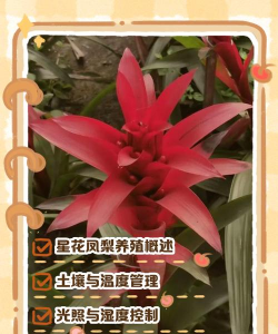 星花凤梨盆栽怎么养,掌握关键技巧,轻松养出好状态 星花凤梨盆栽怎么养,掌握关键技巧,轻松养出好状态