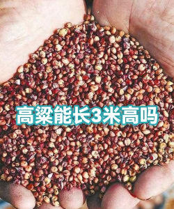 高粱高产栽培技术,选对品种,掌握关键步骤 高粱高产栽培技术,选对品种,掌握关键步骤