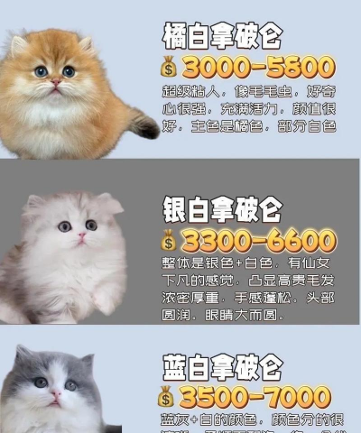 银三花拿破仑,新手养猫指南,轻松上手不踩坑 银三花拿破仑,新手养猫指南,轻松上手不踩坑