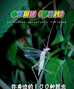 树蟋怎么防治,常见困扰,实用方法 树蟋怎么防治,常见困扰,实用方法