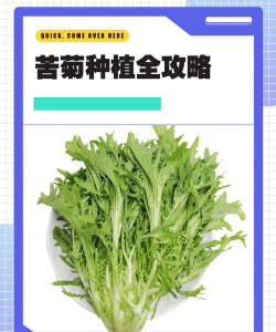 长寿花怎么养棒棒糖，造型技巧分享，新手也能学会