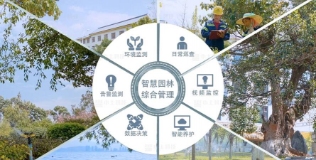 长寿花怎么养棒棒糖，造型技巧分享，新手也能学会