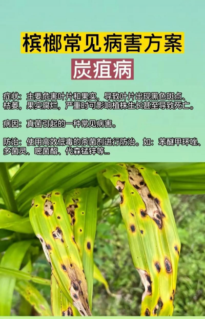 长寿花怎么养棒棒糖，造型技巧分享，新手也能学会