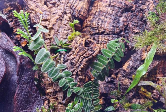 长寿花怎么养棒棒糖，造型技巧分享，新手也能学会
